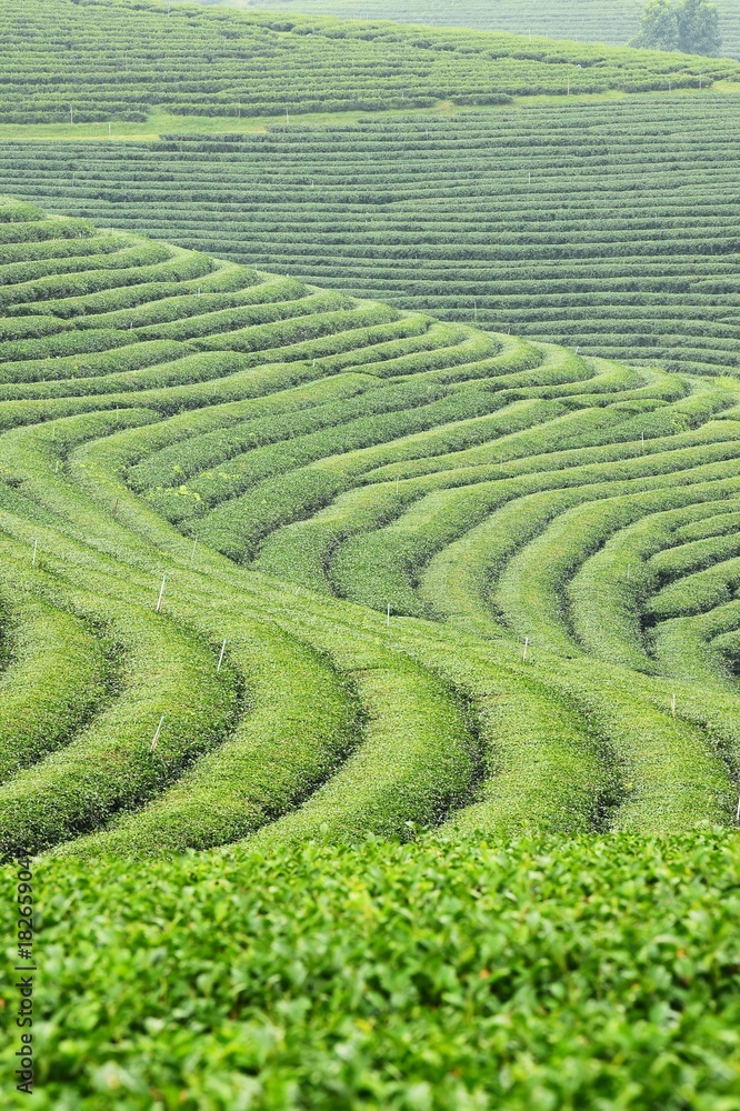 Tea plantation landscape in the north of Thailand