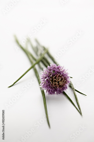 Frischer Schnittlauch   Allium schoenoprasum  mit Bl  te auf wei  em Hintergrund