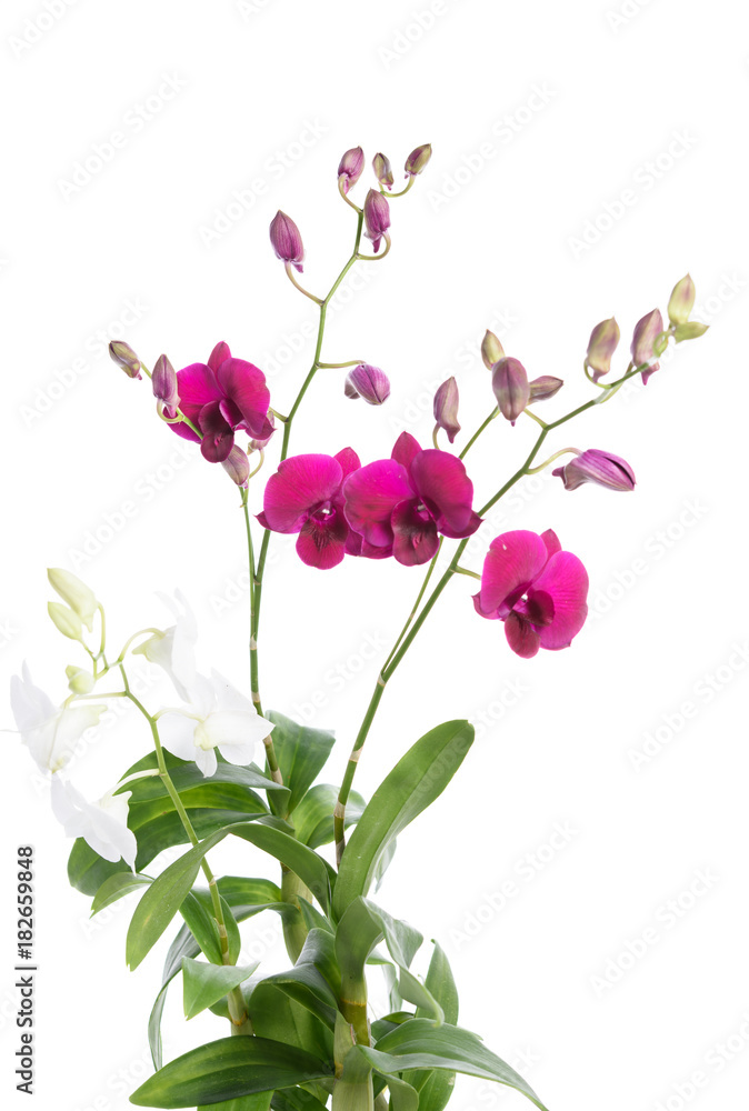 Fototapeta premium Beautiful purple orchid flower plant isolated on white background