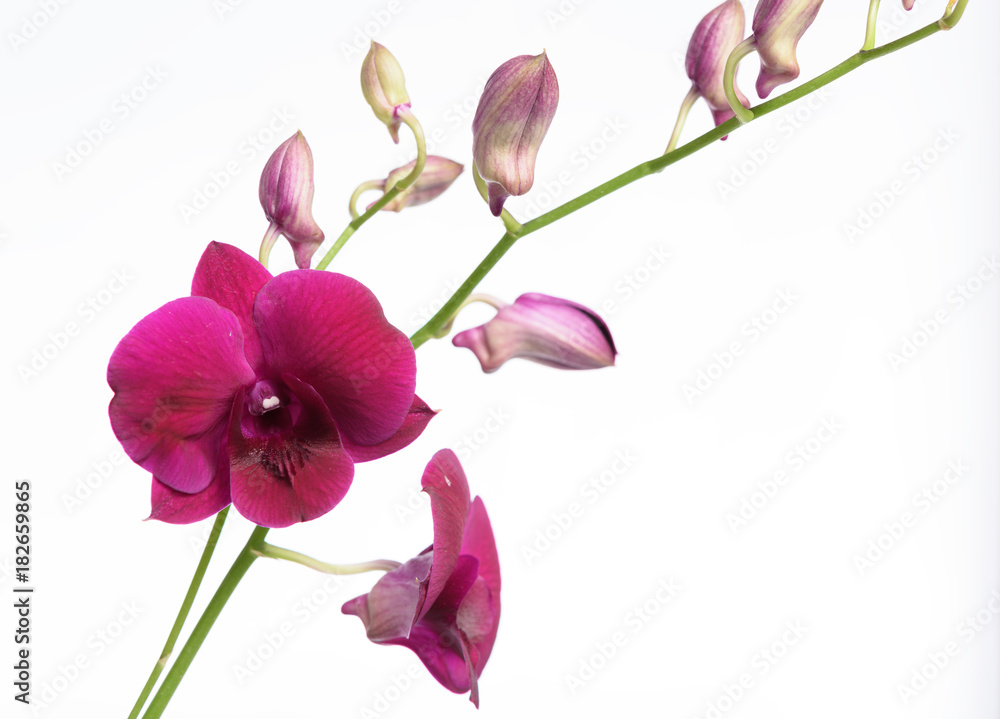 Beautiful purple orchid flower isolated on white background Beautiful purple orchid flower isolated on white background