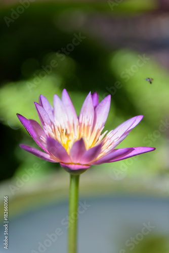 Beautiful lotus or lily flower in pond,top view