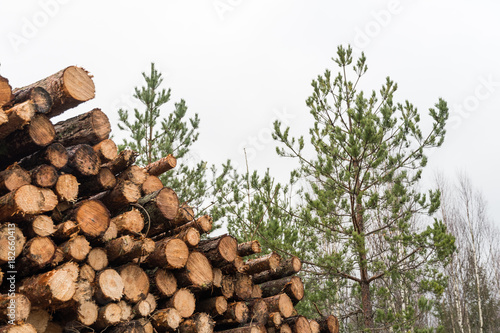Φωτογραφία Pulpwood heap in a forest