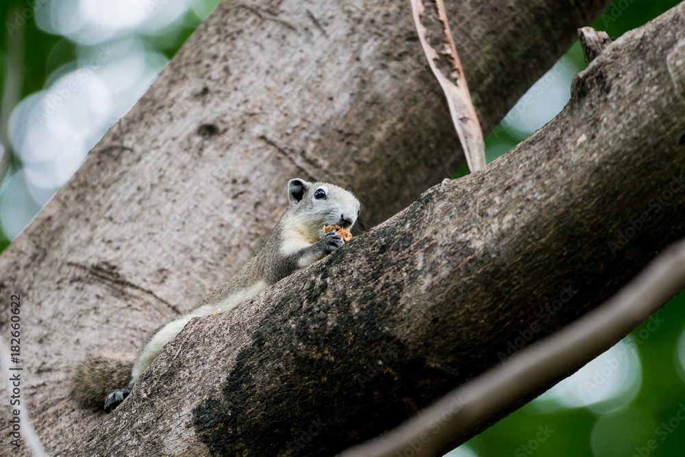 Obraz premium Variable Squirrel eating fruit on the trees