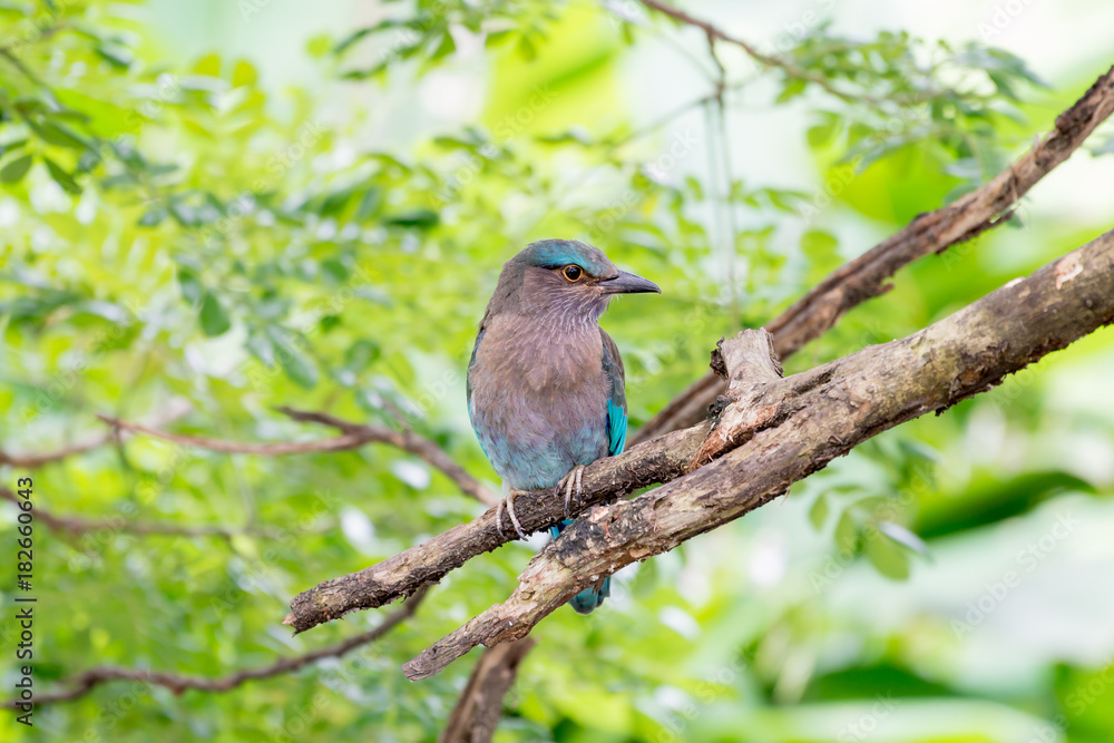 Obraz premium Indian roller or Blue jay