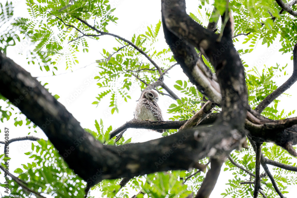 Fototapeta premium cute spotted owl