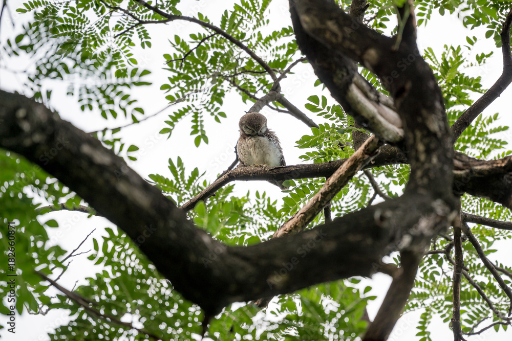 Obraz premium spotted owl