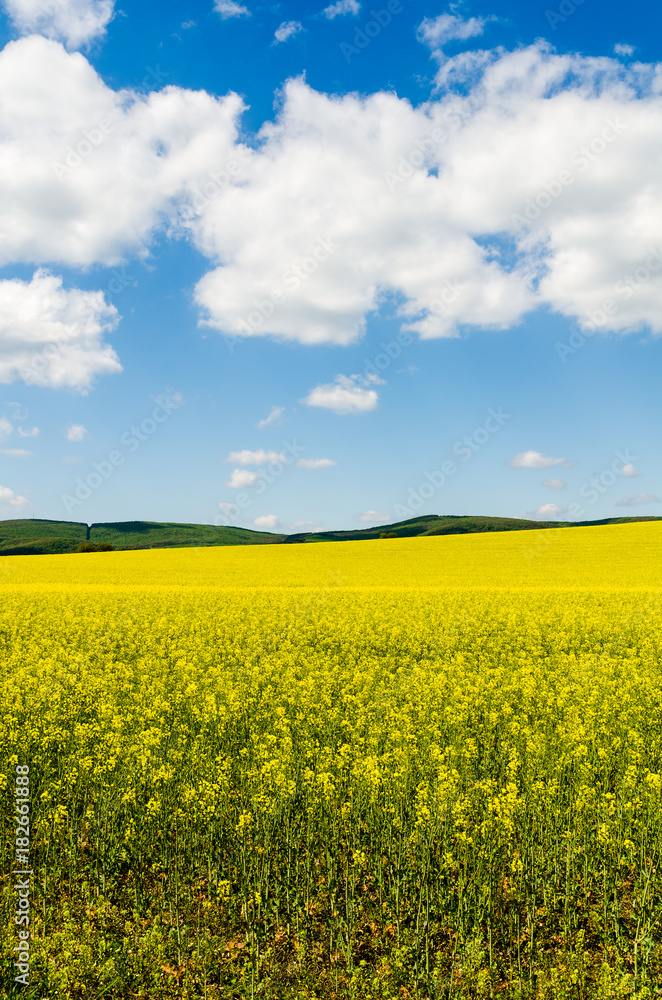 Yellow oilseed rape field under the blue sky with sun Yellow oilseed rape field under the blue sky with sun