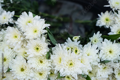Fresh beautiful bright pure white blooming Chrysanthemums flower foreground with blurred green leaves background selling in local market