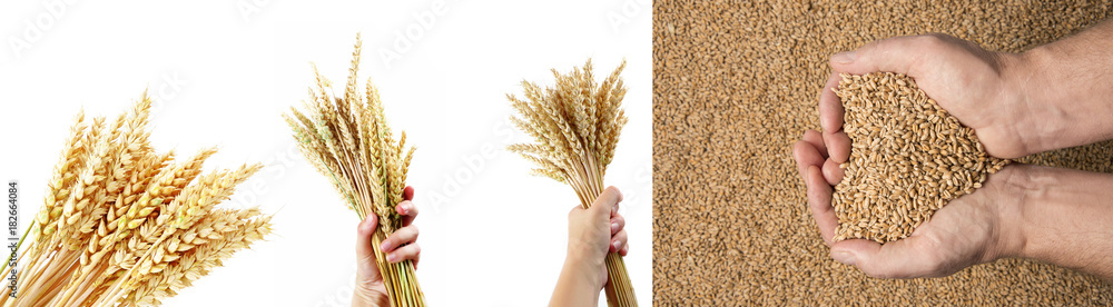 wheat grains in hands - close up wheat grains in hands - close up