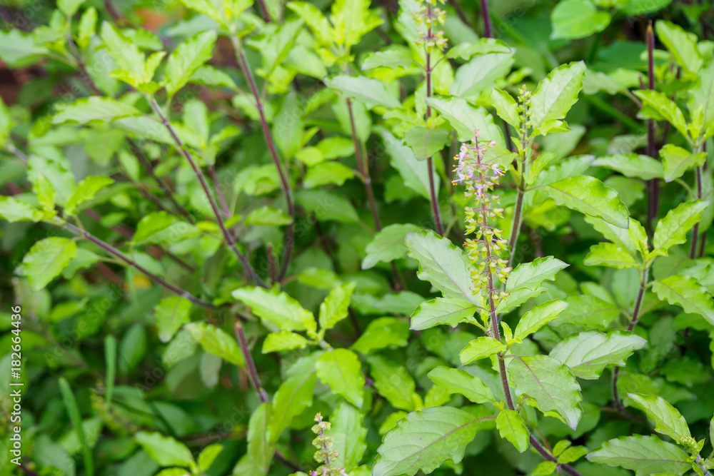 Holy basil or Sacred basil in organic garden Holy basil or Sacred basil in organic garden