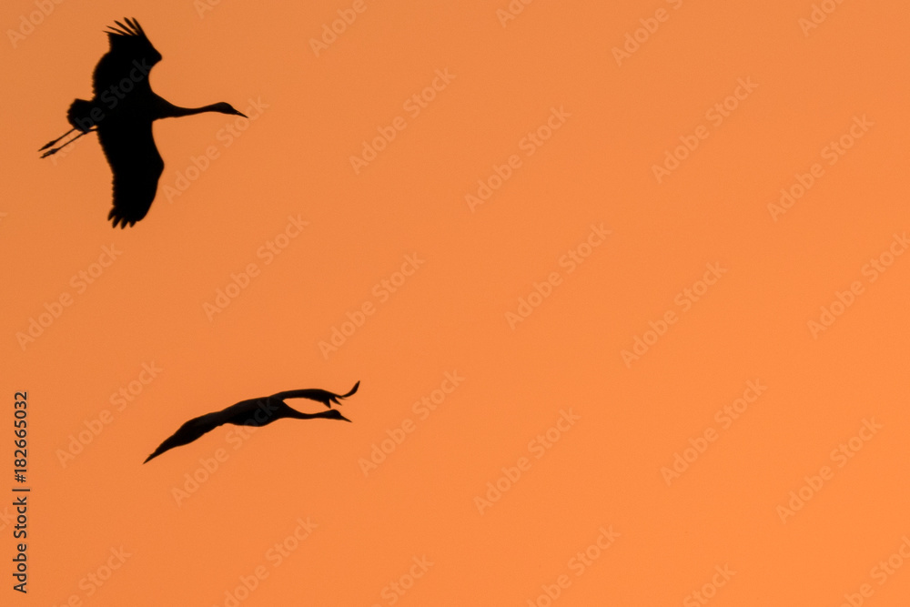 Obraz premium Silhouette von Kranichen am Abendhimmel