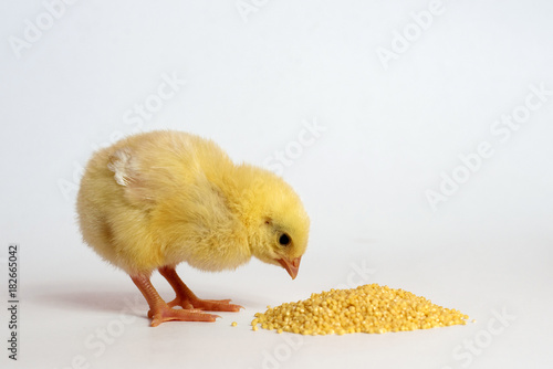 Schilderij op canvas Little chicken isolated on white