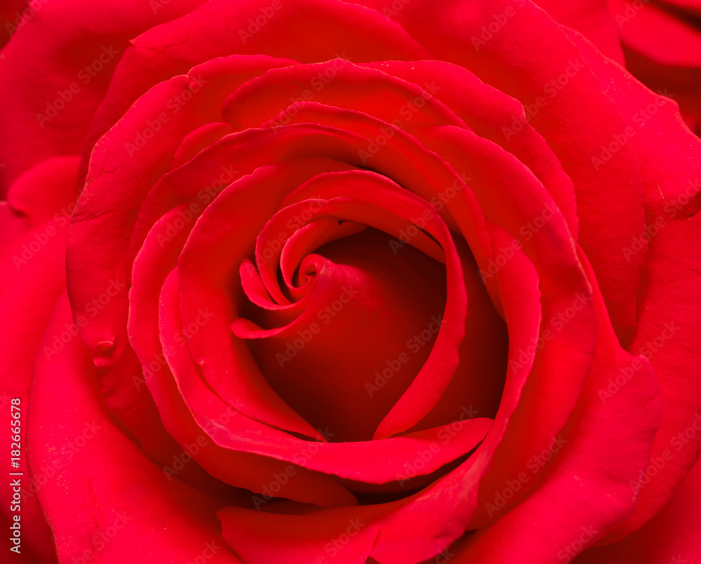 Naklejka premium flowers of red roses