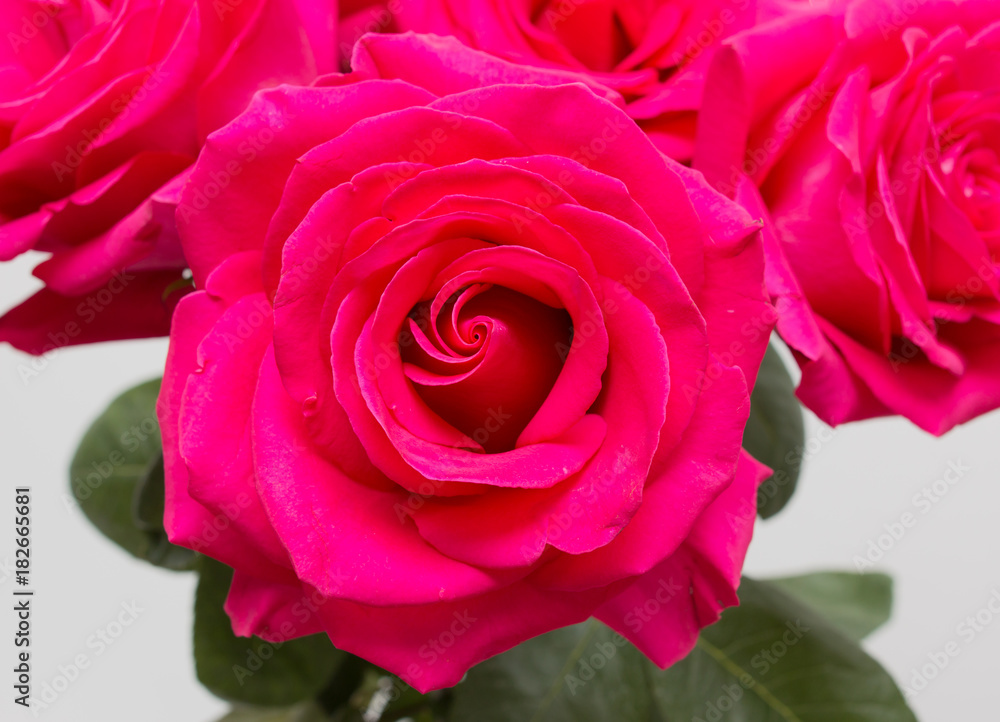 roses on white background roses on white background