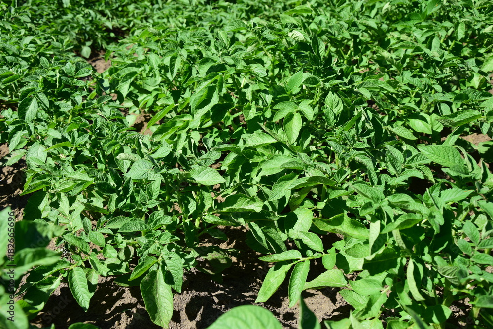 Kartoffelpflanzen auf einem Feld Kartoffelpflanzen auf einem Feld
