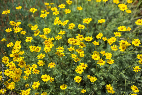 Coreopsis flowers growing in a garden