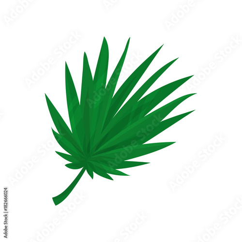 Green fan palm leaf vector Illustration