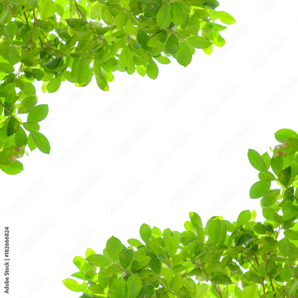Green leaves frame isolated on white background Green leaves frame isolated on white background