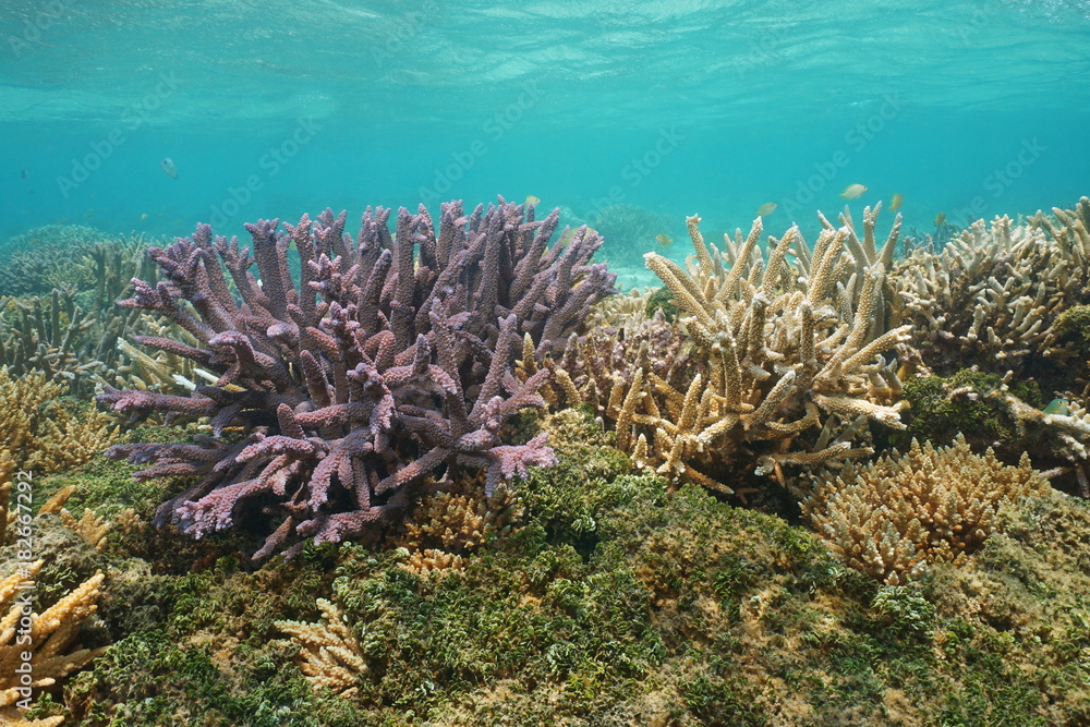 Fototapeta premium Acropora staghorn corals underwater, south Pacific ocean, lagoon of Grande Terre island, Oceania, New Caledonia