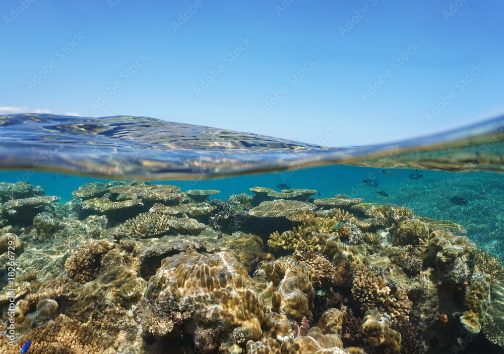Obraz premium Above and below sea surface, stony coral reef underwater and blue sky split by waterline, New Caledonia, south Pacific ocean, Oceania