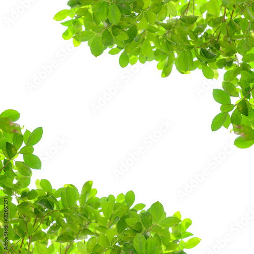 Green leaves frame isolated on white background