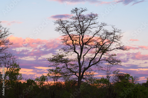 Sunset  Moremi Game Reserve  Okavango Delta  Botswana