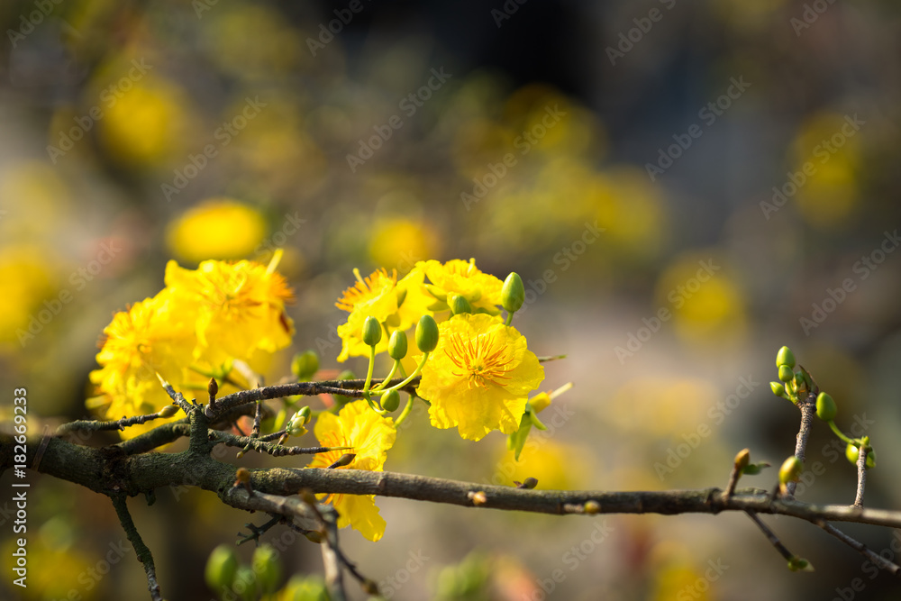 Yellow apricot blossom Yellow apricot blossom