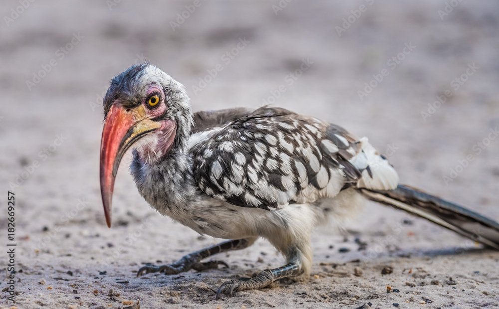 Fototapeta premium Red-billed hornbill, Moremi Game Reserve, Okavango Delta, Botswana