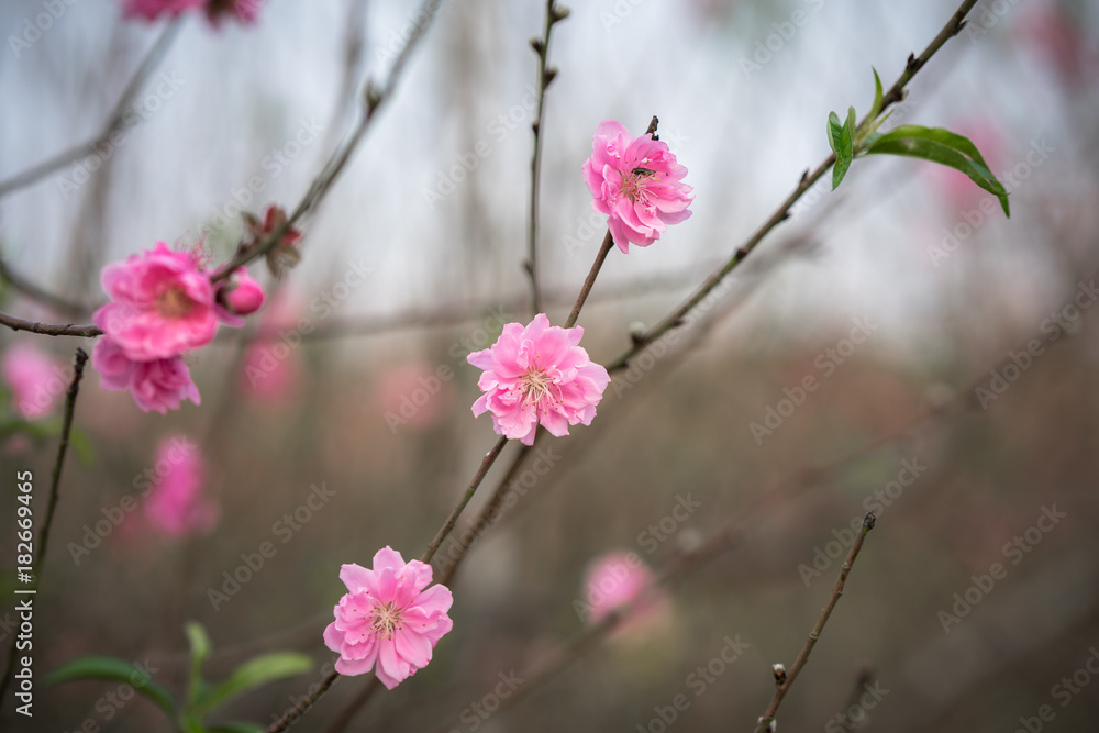 Peach flowers, the symbol of Vietnamese lunar new year