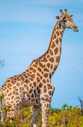 Giraffe  Savuti  Chobe National Park  Botswana