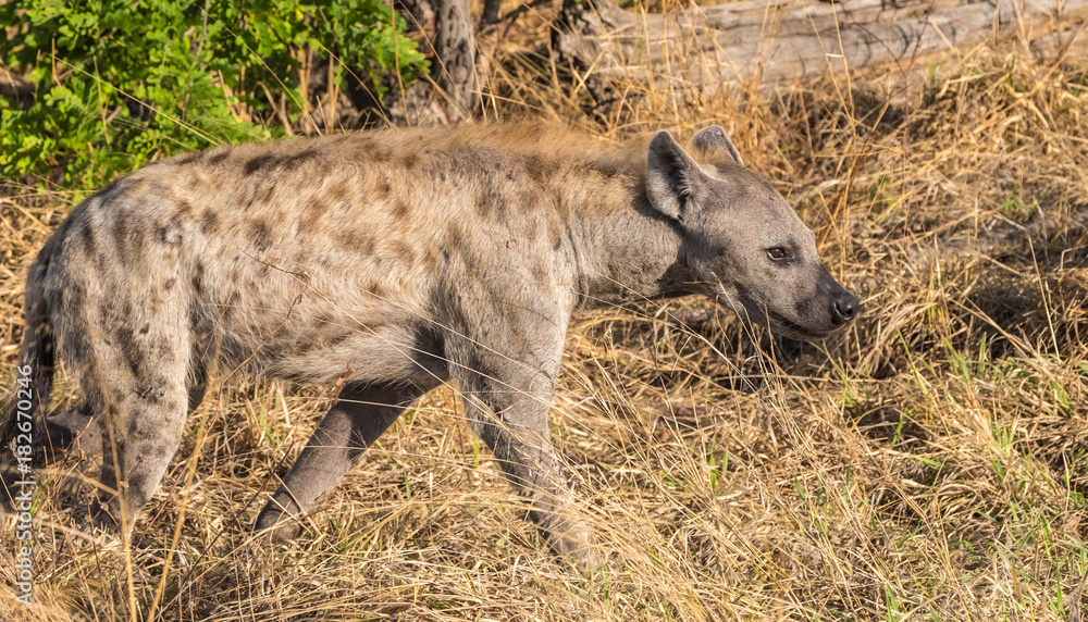 Spotted hyena (laughing hynea) , Chobe Riverfront, Serondela, Chobe National Park, Botswana Spotted hyena (laughing hynea) , Chobe Riverfront, Serondela, Chobe National Park, Botswana