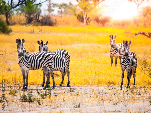 Zebras standing and watching in Okavango Delta in dry season  Moremi Game Reserve  Botswana  Africa.