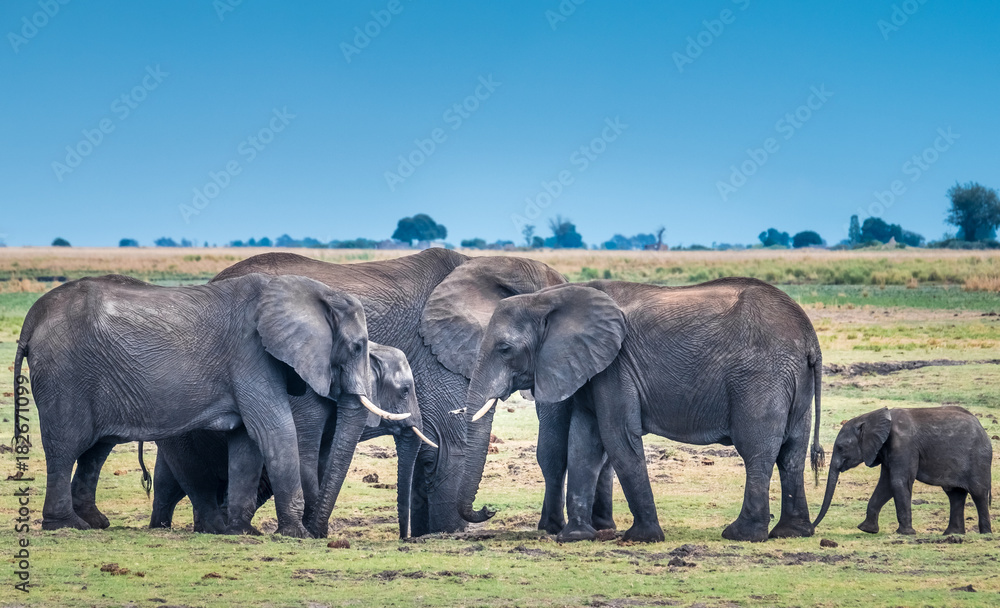 Fototapeta premium Large elephant herd taking a bath in the Chove river, Chobe Riverfront, Serondela, Chobe National Park, Botswana