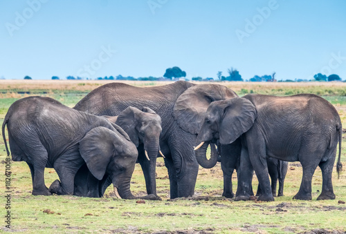 Large elephant herd taking a bath in the Chove river  Chobe Riverfront  Serondela  Chobe National Park  Botswana