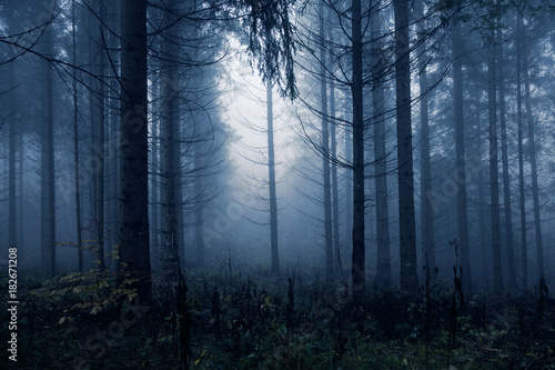 Dark blue colored spooky and misty conifer forest tree landscape. Blue color filter effect used.