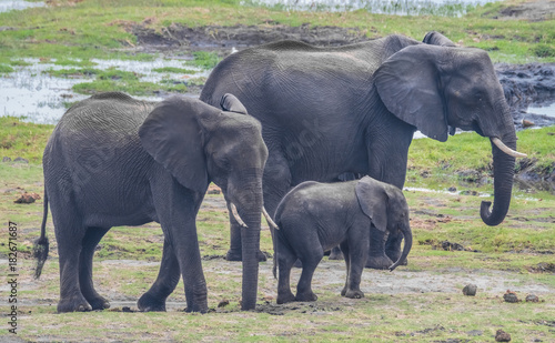 Large elephant herd taking a bath in the Chove river  Chobe Riverfront  Serondela  Chobe National Park  Botswana