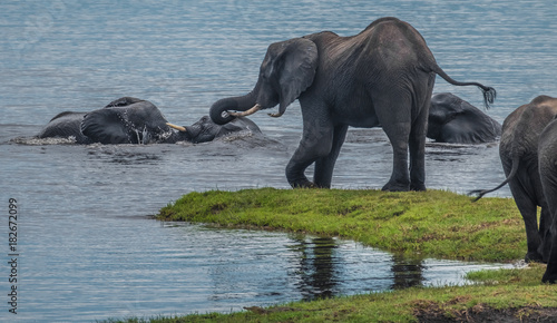 Large elephant herd taking a bath in the Chove river  Chobe Riverfront  Serondela  Chobe National Park  Botswana