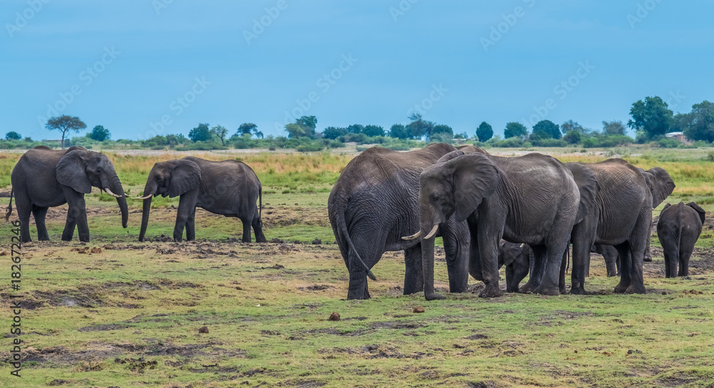 Large elephant herd taking a bath in the Chove river, Chobe Riverfront, Serondela, Chobe National Park, Botswana