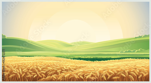 Summer landscape with a field of ripe wheat, and hills and dales in the background photo