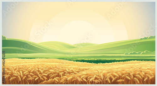 Summer landscape with a field of ripe wheat, and hills and dales in the background