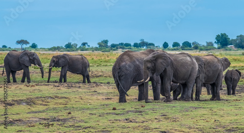 Large elephant herd taking a bath in the Chove river  Chobe Riverfront  Serondela  Chobe National Park  Botswana