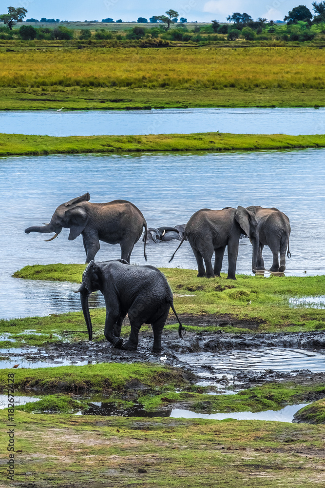 Large elephant herd taking a bath in the Chove river, Chobe Riverfront, Serondela, Chobe National Park, Botswana Large elephant herd taking a bath in the Chove river, Chobe Riverfront, Serondela, Chobe National Park, Botswana