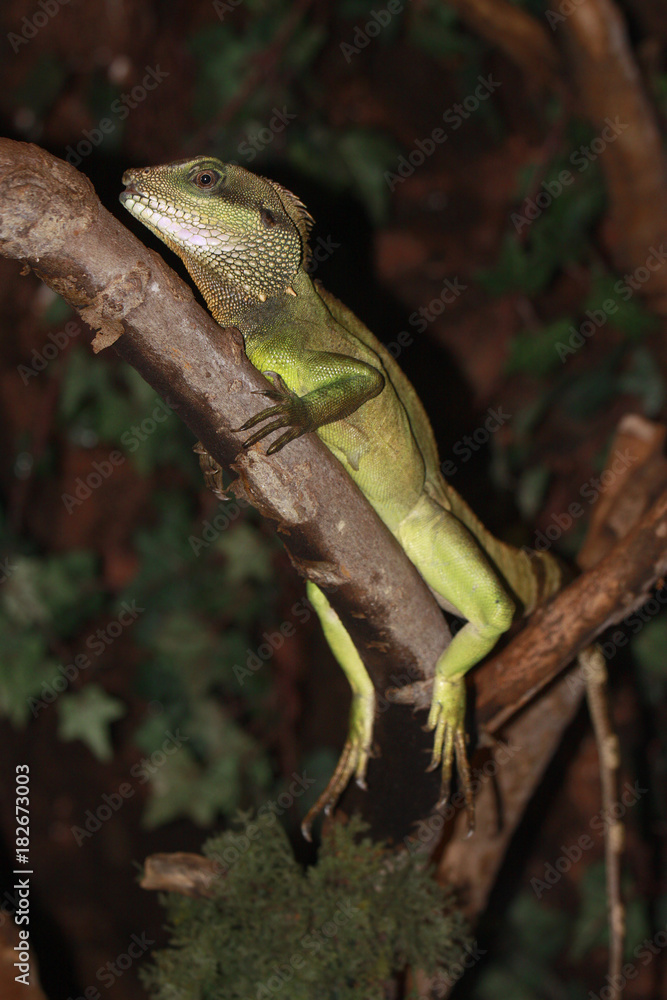 Grüne Wasseragame sitzt auf Ast, Physignathus cocincinus Grüne Wasseragame sitzt auf Ast, Physignathus cocincinus