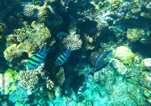 fish and coral reef
