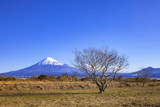 富士山と冬枯れの木、静岡県富士市富士川河川敷にて