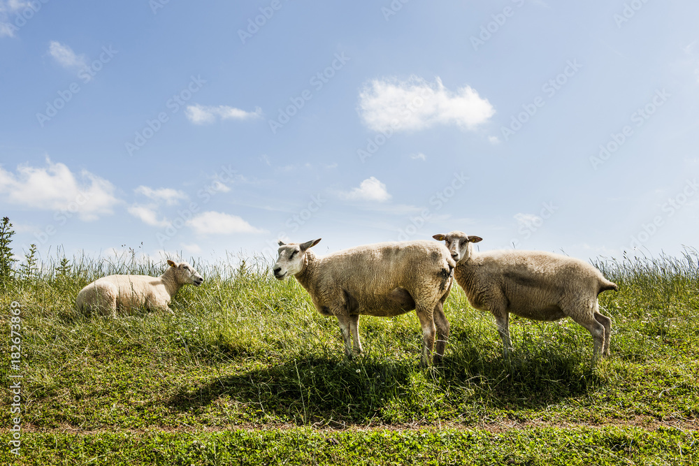 Sheep on a dike, Sylt, Schleswig-Holstein, Germany Sheep on a dike, Sylt, Schleswig-Holstein, Germany
