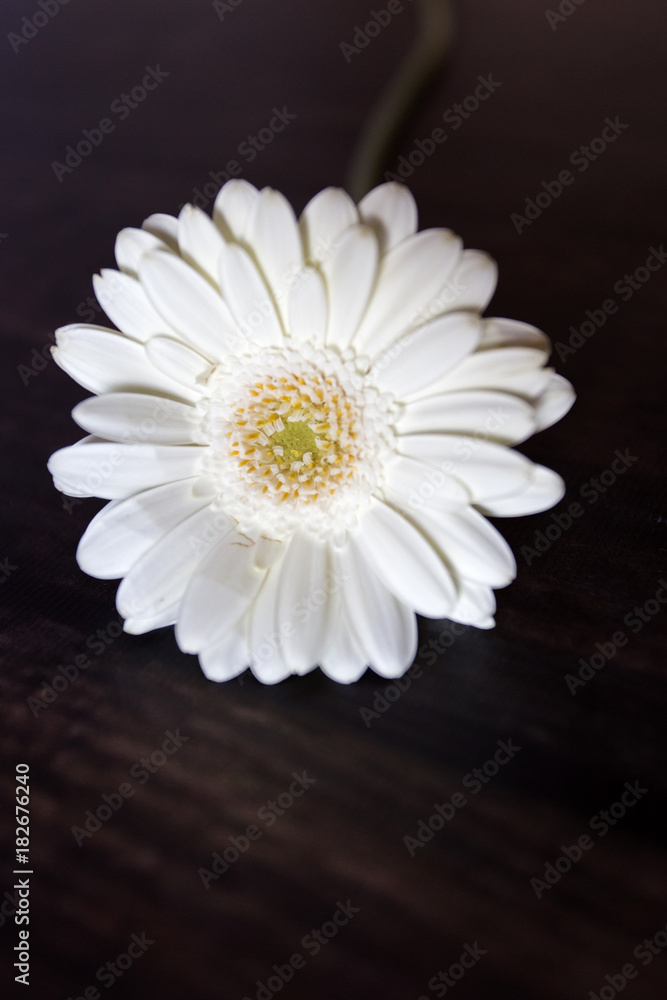 Fototapeta premium gerbera