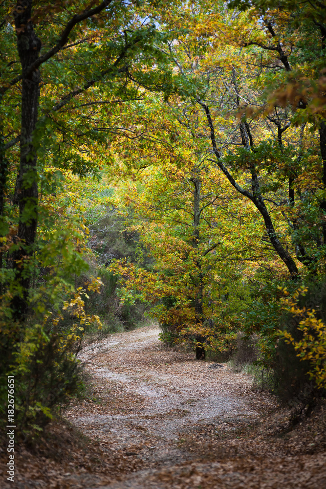 The curved country road through autumn forest in the Tuscany mountains, Italy