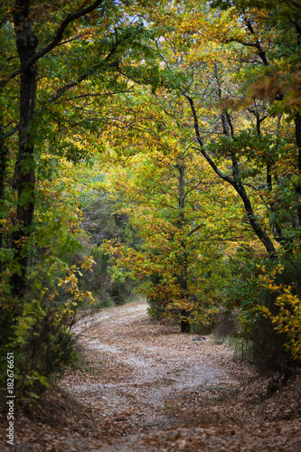 The curved country road through autumn forest in the Tuscany mountains  Italy