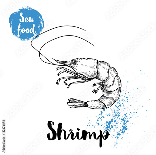 Hand drawn sketch shrimp isolated on white. Seafood vector illustration. Prawn.